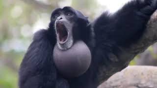 Screaming Gibbon Monkey [upl. by Nayr]