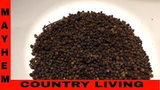 How to make Cleavers coffee [upl. by Assirhc]