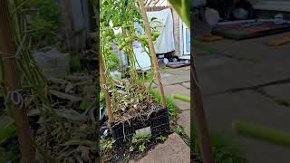 September allotment gardening UK gardening for beginners tomato garden at home [upl. by Judah22]