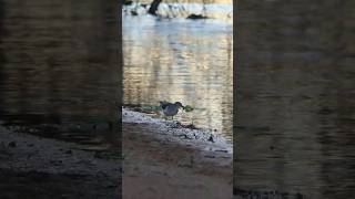 Spotted Sandpiper grabs Harvestman and other prey along the shore [upl. by Bang904]