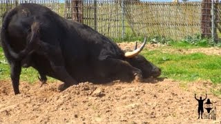 Toro Sarmiento de la Ganadería de Mariano Blazquez [upl. by Dianemarie]