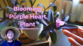 Easy Houseplant  Purple Heart Plant  Tradescantia pallida  Roots amp Grows Easily amp You Get Blooms [upl. by Cordy]