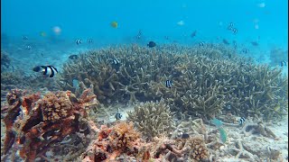 Canareef  Beach Bar Snorkeling [upl. by Whorton145]