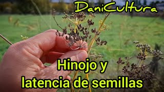 Hinojo y latencia de semillas [upl. by Eilac]