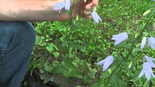 Creeping Bellflower identification of the Wisconsin Invasive Species Campanula rapunculoides [upl. by Antipas782]