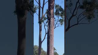 Goanna climbing away from Sunny [upl. by Stewardson]