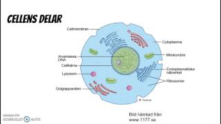 Cell organ vävnad [upl. by Volkan]