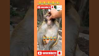 Monkey for yoga 😂😂😂😂😂😂 bollywood funny bestofbollywoodhindilofi comedy sadsong [upl. by Ricoriki]