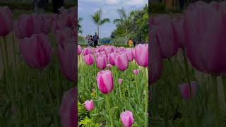 Tulip Festival In Delhi tulips delhi beautiful nature [upl. by Hadeis]