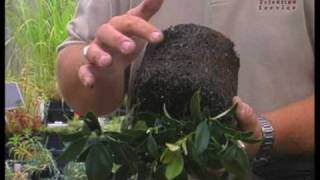 How To Properly Plant A Plant Part 1 [upl. by Crofton]