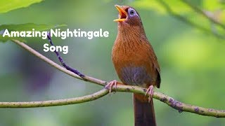 Best Nightingale Song  Amazing sounds  Youtube [upl. by Chavey]