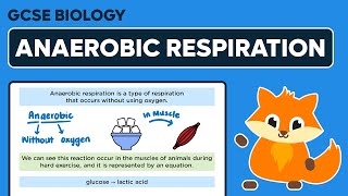 Anaerobic Respiration  GCSE Biology [upl. by Ahsikal767]