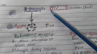 Learn Macrophage with types in less than 2 minutes [upl. by Sugna]