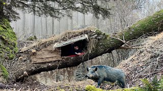 Building a secret shelter in a fallen tree for survival [upl. by Dobson]