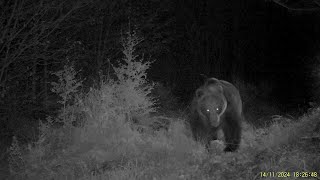 Krásny veľký samec medveďa hnedého v Prievidzskom okreseA beautiful large male brown bear Slovakia [upl. by Ahcila]