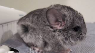 Baby Chinchilla Blow Dry [upl. by Evars742]