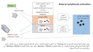 ماهي الخلايا التائية Naïve وEffector وMemory [upl. by Rockie]