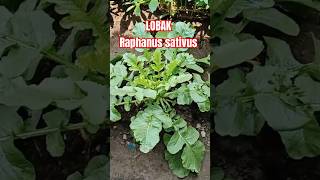 LOBAK Raphanus sativus nature agriculture glowup quotes [upl. by Cayla]