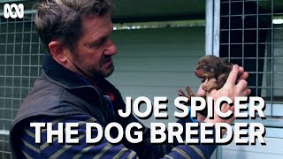 Award winning dog breeder and trial dog champion Joe Spicer  Muster Dogs [upl. by Nnylhsa]