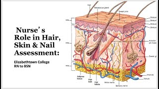 310 Lesson 4 Hair Skin and Nail Assessment [upl. by Anewor]