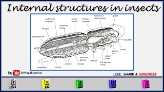 Internal Structures Of Insects [upl. by Ettenauq271]