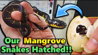 Baby Mangrove Snakes Hatching [upl. by Ethelda]