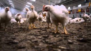 Project Quirijnen  Free range broilers [upl. by Eissen]