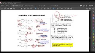 L79 CATECHOLAMINES [upl. by Adnuahsar]