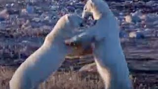 Polar Bear Play Fight  BBC Studios [upl. by Boykins]