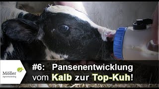 Pansenentwicklung beim Kuhkalb Der schnellste Weg zum Wiederkäuer bzw vom Kalb zur Kuh Teil 69 [upl. by Arun266]