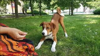 Aidan der Appenzeller Sennenhund  Tricks [upl. by Athalla]