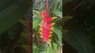 Le llaman HELICONIA ROSTRATA THE HANGING LOBSTER CLAW Y FALSE BIRD OF PARADISE [upl. by Adnilreb769]