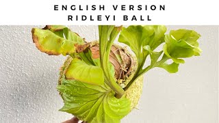 🍀How to make a platycerium ridley ball 🇬🇧English version🇺🇸 [upl. by Annal]