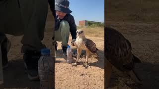 How amazing of hawk eagleeagle shortvideo training fbreels video [upl. by Anitsirt24]