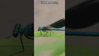 Amazing Damselfly Facts 5 Fascinating Things About Damselflies You Wont Believe Fauna Fax Shorts [upl. by Fitts]