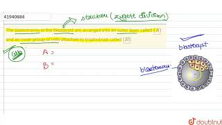 The blastomeres in the blastocyst are arranged into an outer layer called ulA and an inner [upl. by Nnyled]