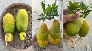 OMG Variegated mangoes growing with banana and plant growth regulators [upl. by Dibbell]