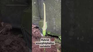 Hybrid amorphophallus variabilis [upl. by Sheng100]