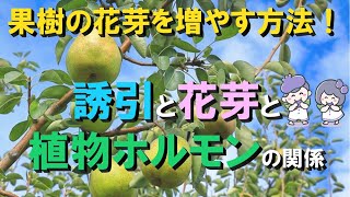 果樹の花芽を容易に増やす方法！ 誘引と花芽と植物ホルモンの関係 [upl. by Oruasi922]