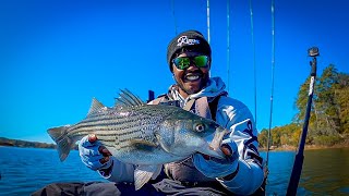 Fall JerkBait Fishing For Striped Bass on Lake Wateree SC [upl. by Blossom]