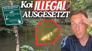 SKANDAL IM WALD KoiFisch im heimischen Biotop gefunden [upl. by Quita]