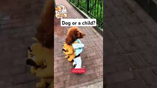 Hilarious Poodle Walking Like a Human  Funny Dog Video [upl. by Rae]