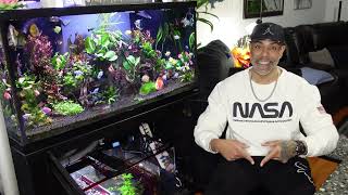 Why I left YouTube The Reef Freshwater Aquarium Setups and more  NYC Aquatics By NewYorkSteelo [upl. by Aillimac]