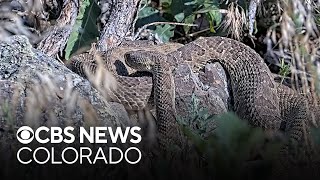 Rattlesnake den in Colorado is now featured on a live stream [upl. by Salb952]