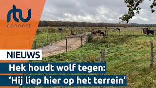 Pensionstal Mariahoeve in Renkum plaatst wolfwerend hekwerk  RTV Connect [upl. by Penoyer]