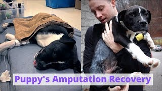 Puppys Amputation Recovery  3 day VLOG [upl. by Ttirrej]