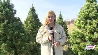 Drought has Nebraska Christmas tree farmer pining for rain [upl. by Matta]