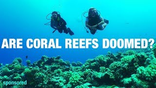 Corals reefs arent as doomed as you think  Shed Science [upl. by Sitrik]