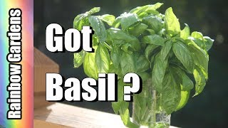 Got Basil 3 Ways to Store Your Basil Lets Freeze It amp Make Vinegar [upl. by Asennav187]