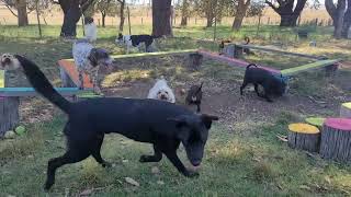 Maggies first day  Doggy Daycare Warrnambool  12022024 [upl. by Asert]